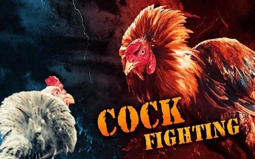Đăng ký tài khoản đá gà