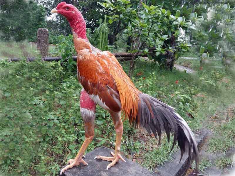 Cách chăm gà chọi