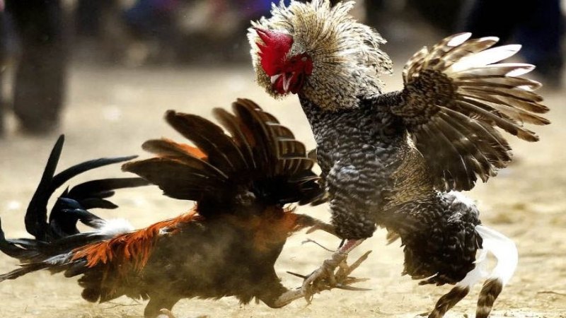 Đá gà cựa sắt ăn tiền