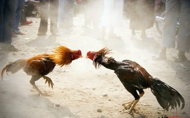 Đá gà cựa sắt ăn tiền