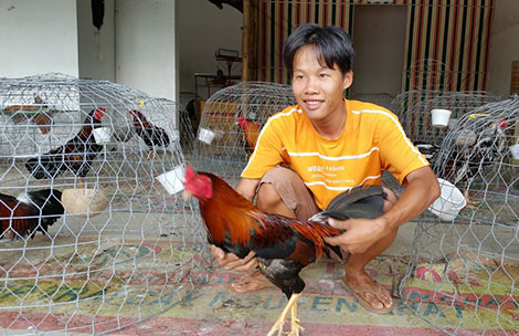 Đá gà cựa sắt miền tây