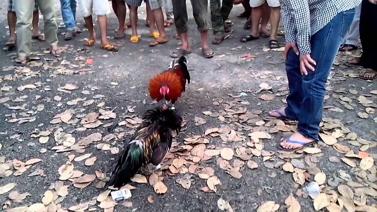Đá gà cựa sắt miền tây