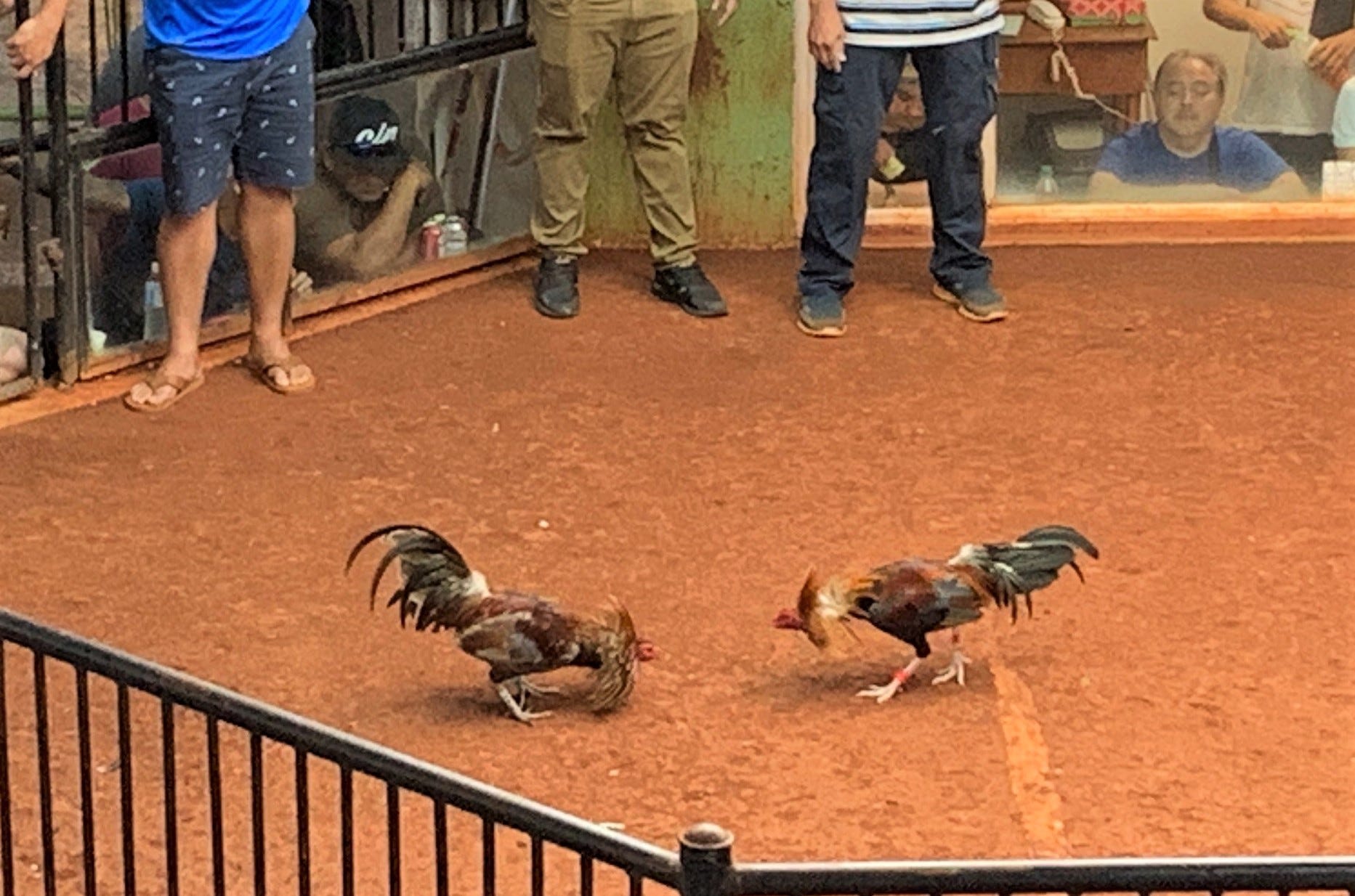 Đá gà mỹ cựa dao