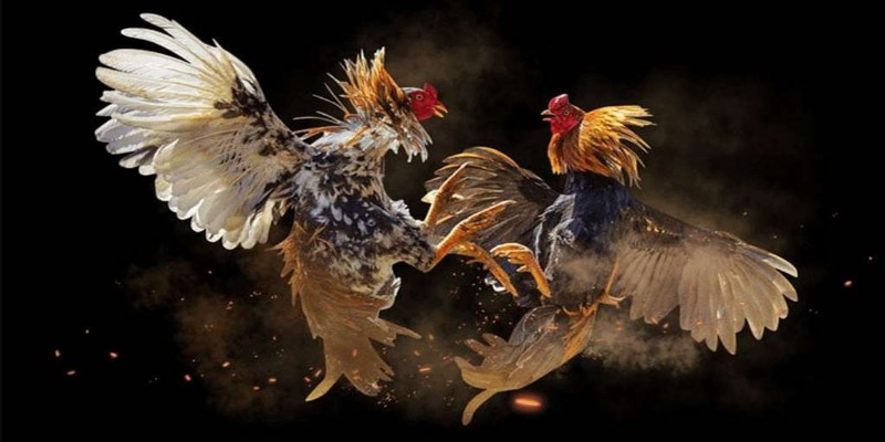 Đá gà mỹ cựa dao