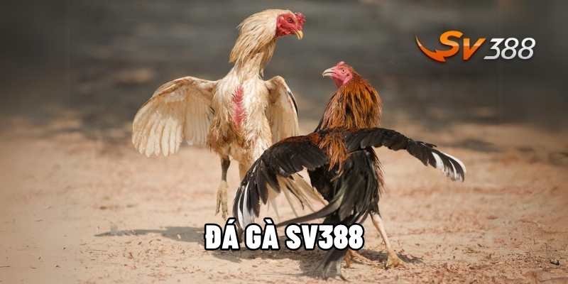 Đăng ký đá gà sv388